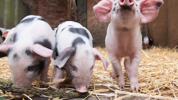 Los cerdos se asentaron en