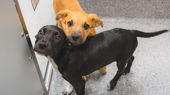 Casi dos docenas de cachorros rescatados de incendios forestales en EEUU ya están disponibles para adopción