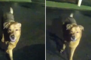 El perro Eeyore condujo a