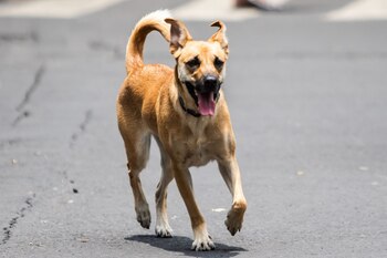 Espacios pet friendly