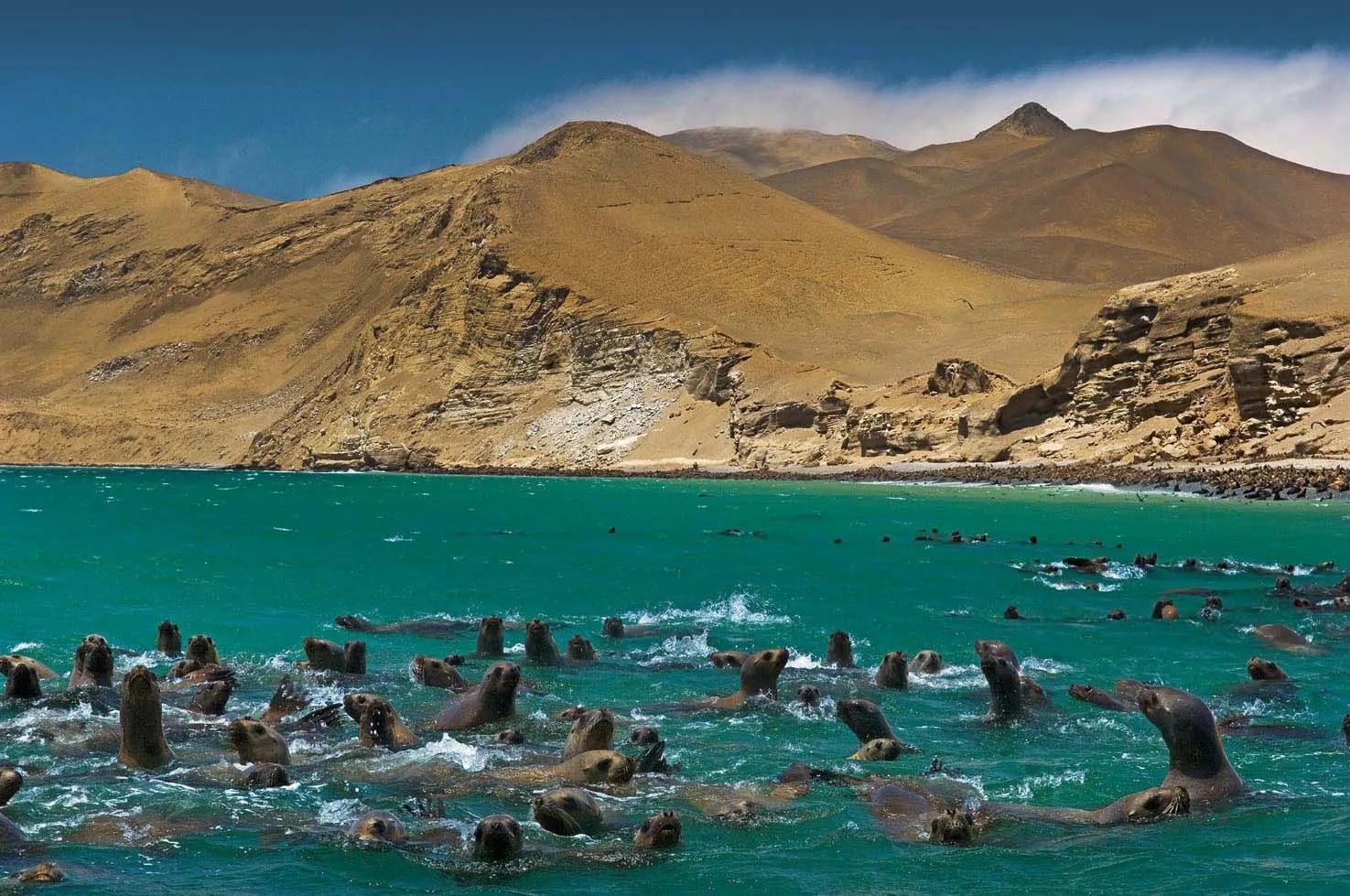 La Reserva Nacional de Paracas es una de las principales atracciones de Ica. Foto: Actualidad Ambiental