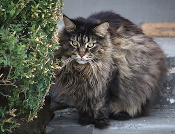 El Maine Coon es una