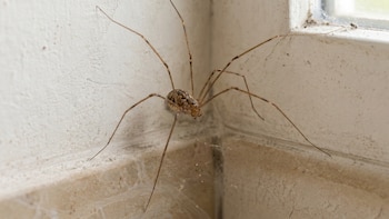 Por qué encontrar una araña patas largas en casa es mejor noticia de lo que parece