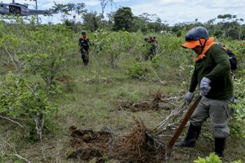 Erradican hectáreas de hoja de