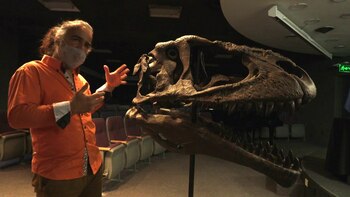 Los primeros grandes mamíferos posteriores a los dinosaurios respondieron esa extinción creciendo el doble de rápido que los actuales de tamaño equivalente y teniendo una vida comparativamente más corta (AFP)