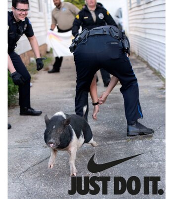 El intrépido cerdo fue el