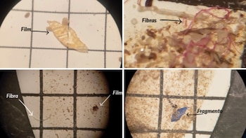 Cinco años de estudio demuestra que la mayoría de entornos acuáticos están contaminados de microplásticos en España (Montaje Infobae, Informa RED DE MONITOREO DE MICROPLASTICOS)