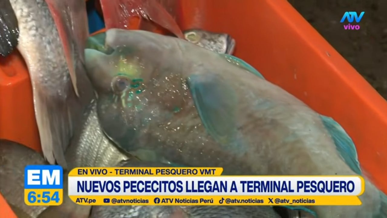 Varias especies de pescado, entre ellas el lorito, permanecen en cajas plásticas para su venta en el Terminal Pesquero de Villa María del Triunfo.