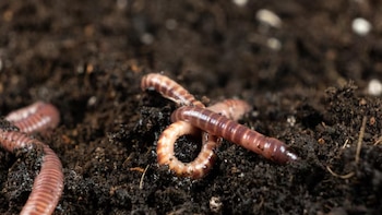 Autoridades alertan sobre la amenaza de lombrices invasoras en Minnesota