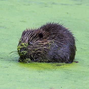 Los padres del castor son