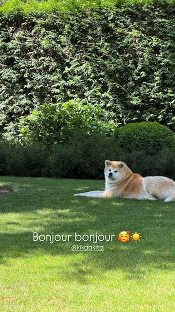 Un perro Akita de pelaje crema y blanco está recostado sobre un césped verde y brillante, con arbustos y un seto alto de hojas verdes al fondo
