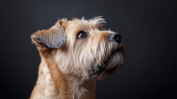 Esta raza suele ser traviesa