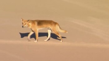 Una mujer fue hospitalizada tras