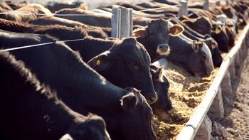 Imagen de animales alimentándose para