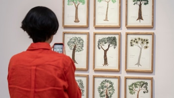 Abel Rodríguez Mogaje Guihu: el artista amazónico que pintó unas 400 especies de memoria, en el Malba
