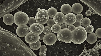 Qué es Candida auris, el