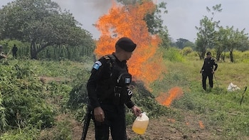 Guatemala: El ejército y la policía erradican más de 195 mil plantas de marihuana en operativos conjuntos de Petén