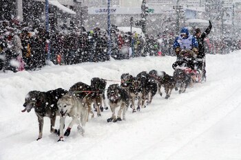 El Iditarod Trail Sled Dog