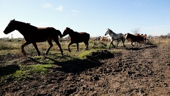 Los caballos de Vilma Enríquez,