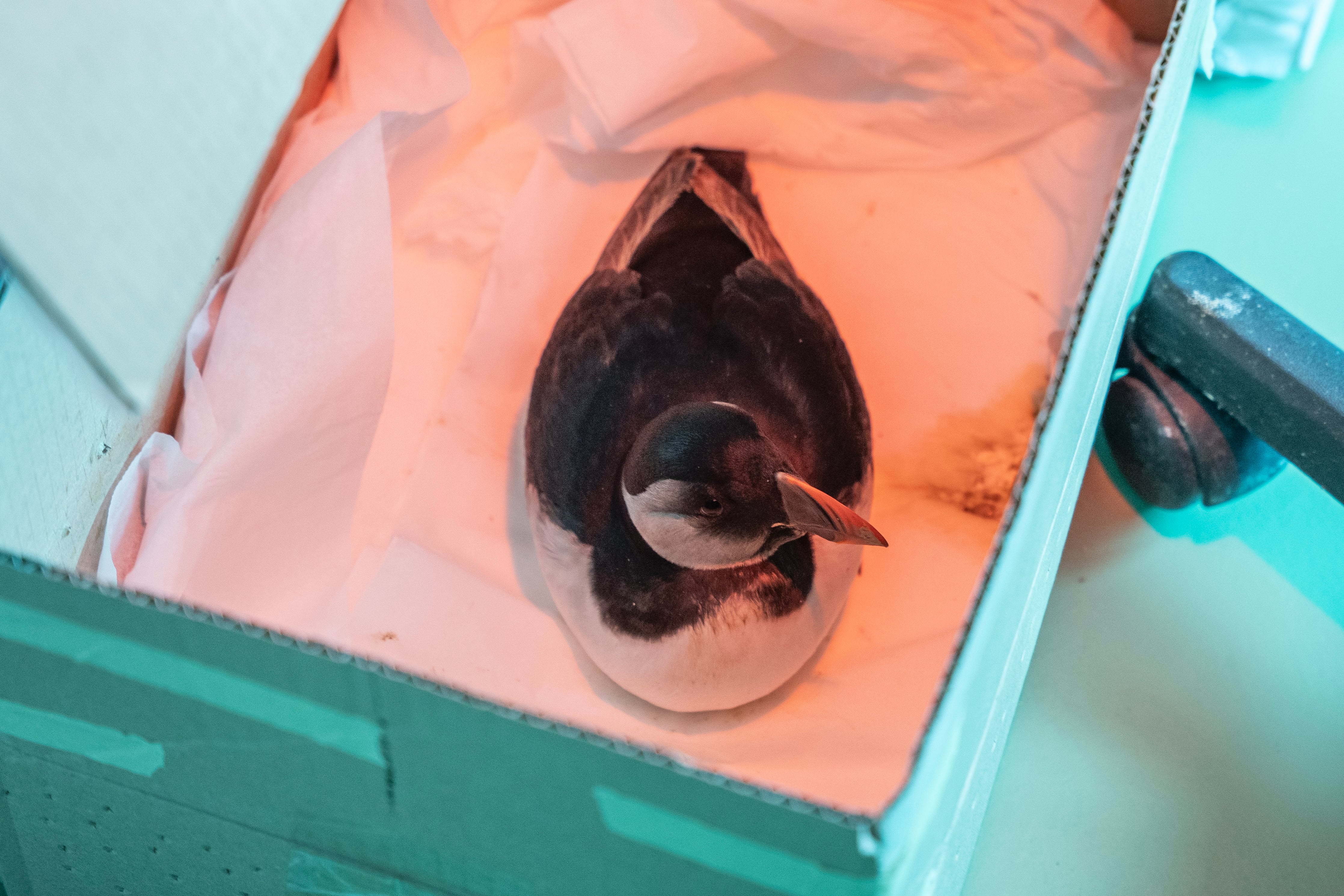 Alrededor de un millar de frailecillos han aparecido muertos o en mal estado durante este fin de semana en playas y en la costa de la franja norte de España a consecuencia de las borrascas y el mal tiempo que se han registrado en las últimas semanas. (Román G. Aguilera/EFE)