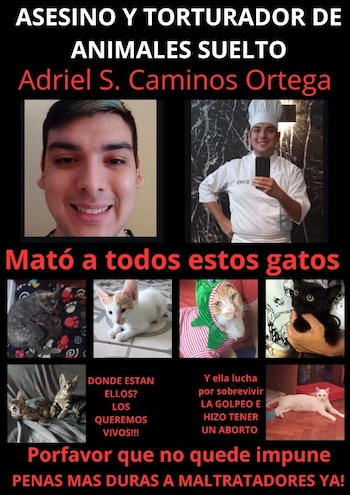 Las denuncias en redes contra Adriel C.O., tildado como "el asesino de gatitos"
