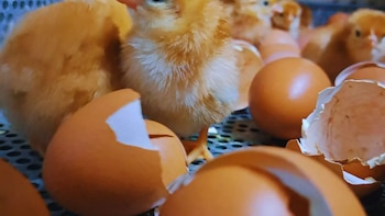 La ponedora Negra INTA da