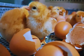 Investigadores lograron desarrollar su propia