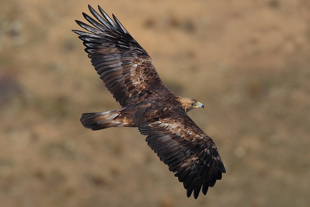 El águila real alcanza velocidades de 320 kilómetros por hora en picada y emplea estrategias en pareja para cazar crías (Wikimedia)