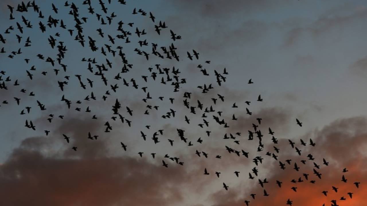 Una vasta bandada de aves migratorias vuela al unísono contra el vibrante cielo del atardecer. (AFP)