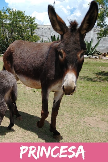 Princesa es uno de los