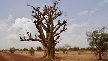 Especialistas resaltaron la necesidad de