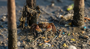 La investigación detecta concentraciones de