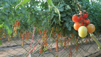 "Estamos trabajando con el tomate
