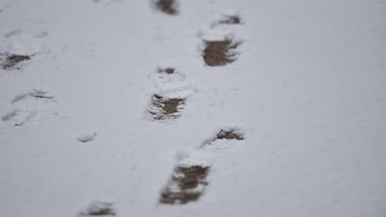 Cerrado al tráfico el Puerto