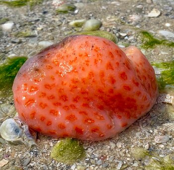 Con su cuerpo en forma