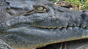 Primer plano del lado izquierdo de la cabeza de un cocodrilo americano, mostrando su ojo amarillo-verdoso, la piel escamosa y los dientes asomando