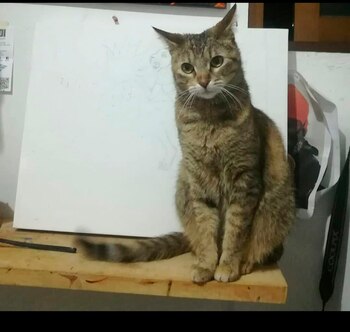 Guadalupe, la dueña de Yoli,