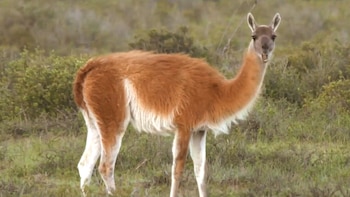 Cuando los sistemas inmunes de