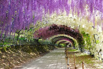 jardines Kawachi Fuji