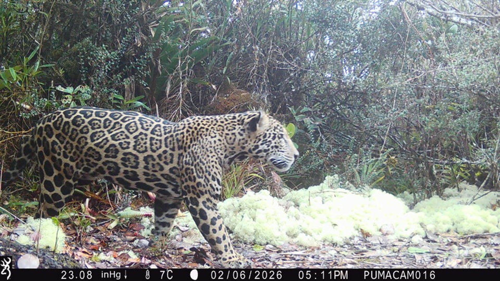 Cámaras trampa de la organización Panthera captan imágenes inéditas del jaguar en un hábitat a 2.200 metros de altitud (Panthera-Honduras)