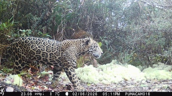 Imagen de cámara trampa mostrando un jaguar con manchas oscuras y fondo claro, caminando hacia la derecha en un bosque denso con vegetación verde y amarilla en el suelo