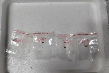 El arresto de dos científicos