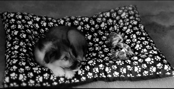 Korsy de cachorro, cuando fue