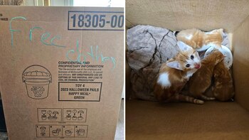 Los gatos que escaparon de la muerte: cómo fueron encontrados en una caja de cartón en la basura (Facebook Noelle's Foster Kittens)