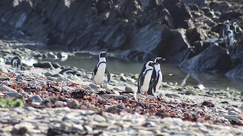 El pingüino africano, al borde