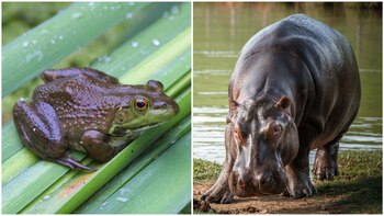 Estas son las especies que