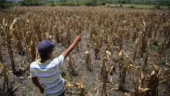 Inseguridad alimentaria en Honduras podría