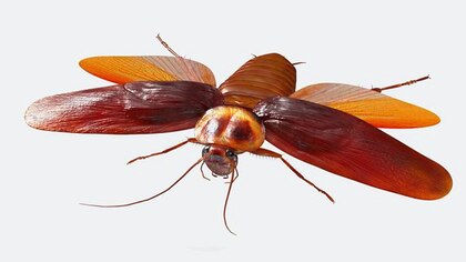 Cuánto tiempo viven las cucarachas voladoras y qué tan fácil es que se conviertan en una plaga en tu casa
