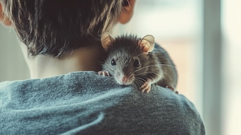 Ratas como mascotas, roedores, animales inteligentes, jaulas, cuidados, entrenamiento, higiene, alimentación, salud, juguetes, mascotas pequeñas, roedores domésticos, comportamiento de ratas - (Imagen Ilustrativa Infobae)