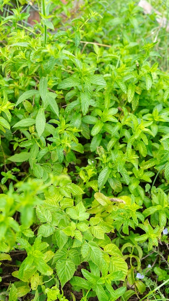 Las infusiones de hierbas aromáticas